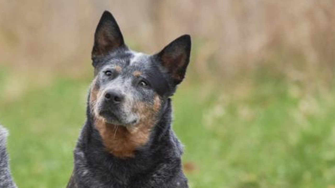 Evie, the cattle dog, attacked a greyhound at a Brisbane dog park. File picture