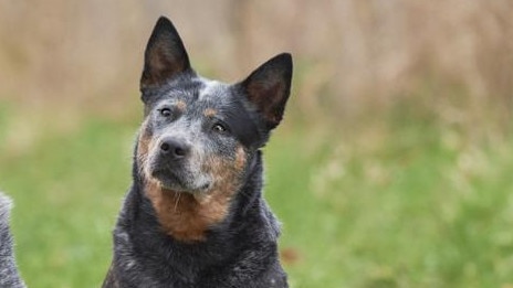 Evie, the cattle dog, attacked a greyhound at a Brisbane dog park. File picture