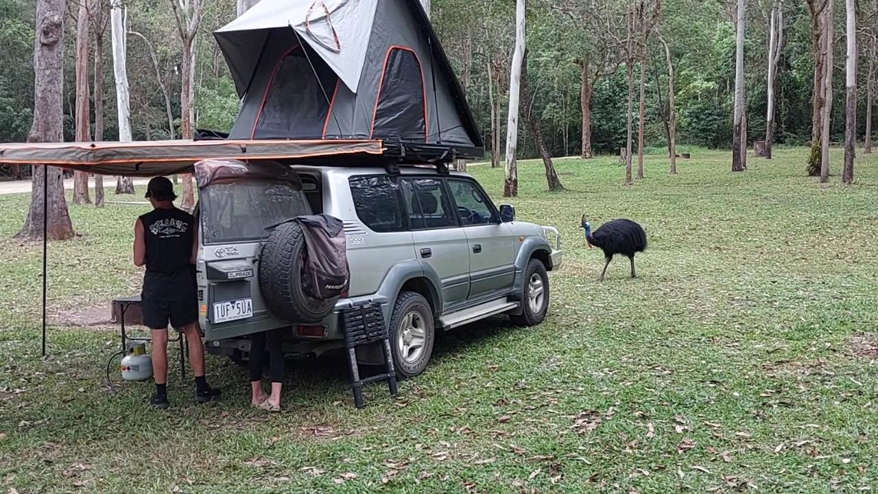 A wild and potentially deadly cassowary approaches campers at Murray Falls, near Cardwell, in the Girramay National Park in North Queensland in 2024. Picture: Supplied