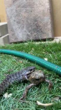 Keelback snake found snacking on cane toad in Queensland garden