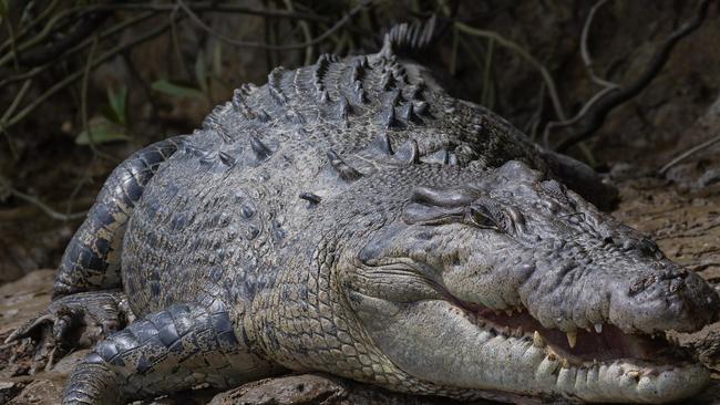 The croc that landed in the boat was reportedly 4m long. Picture: Supplied / David White