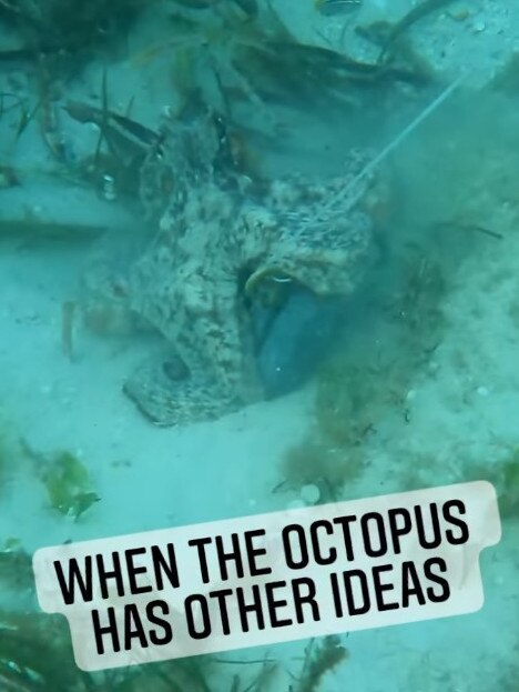 It’s the real life My Octopus Teacher. Picture: Instagram @DiveJervisBay.