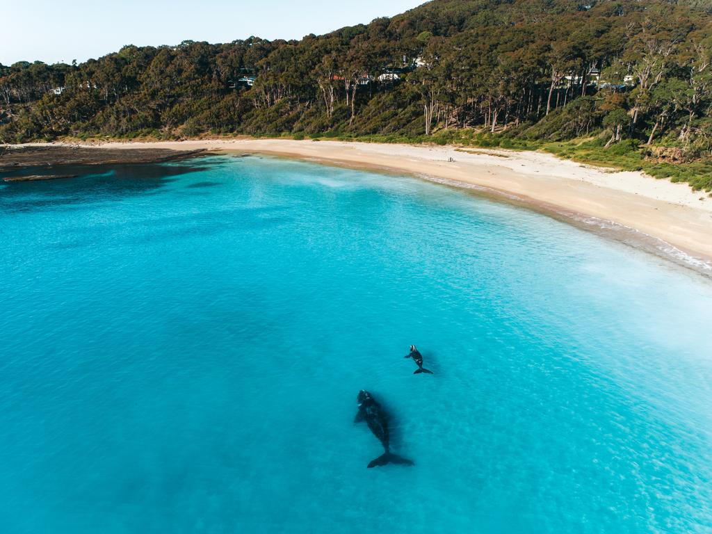 Southern right whale mother and calf at Shoalhaven. Picture: Joshua Burkinshaw