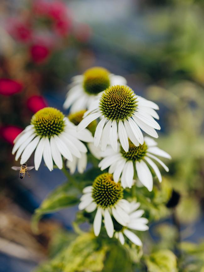 Echinacea White Swan. Picture: Christopher Morrison