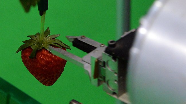 Japanese Robot Can Pick Strawberry Fields Forever For Farmer