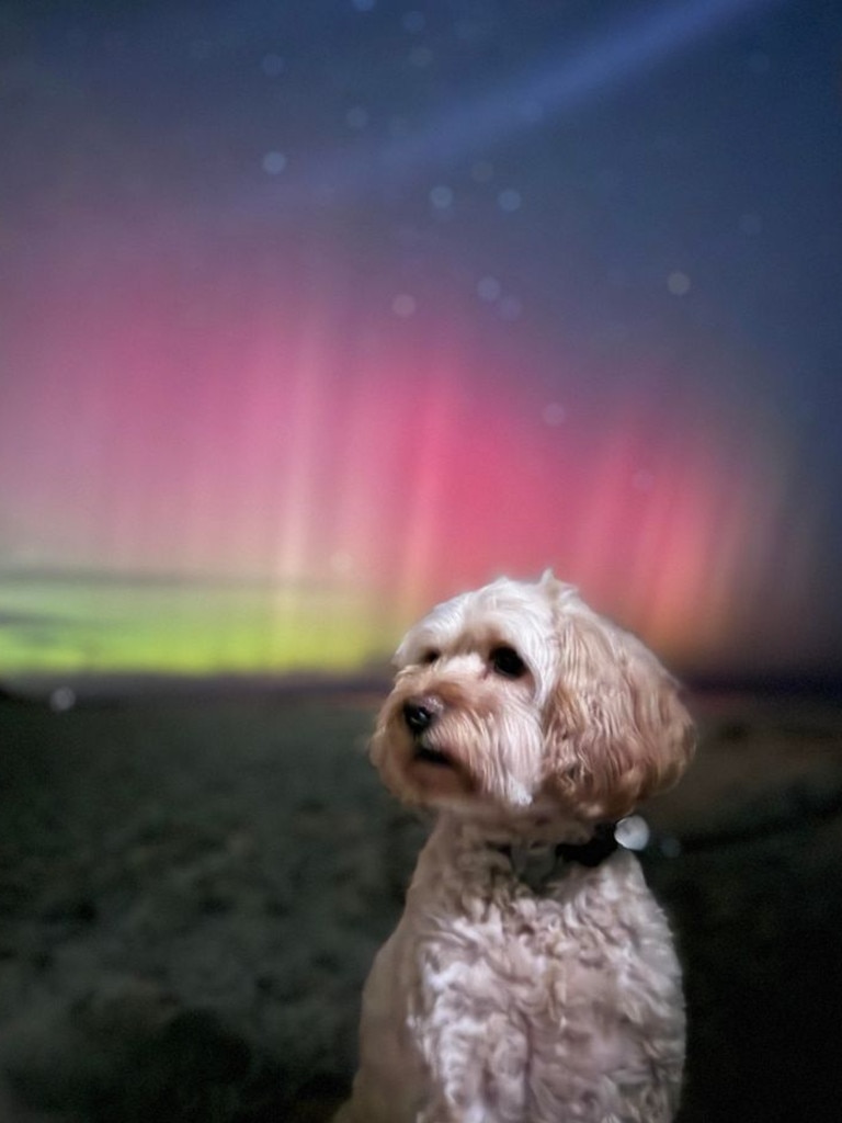 Even the pet dog was captivated by the sight. Picture: Alicia Milne