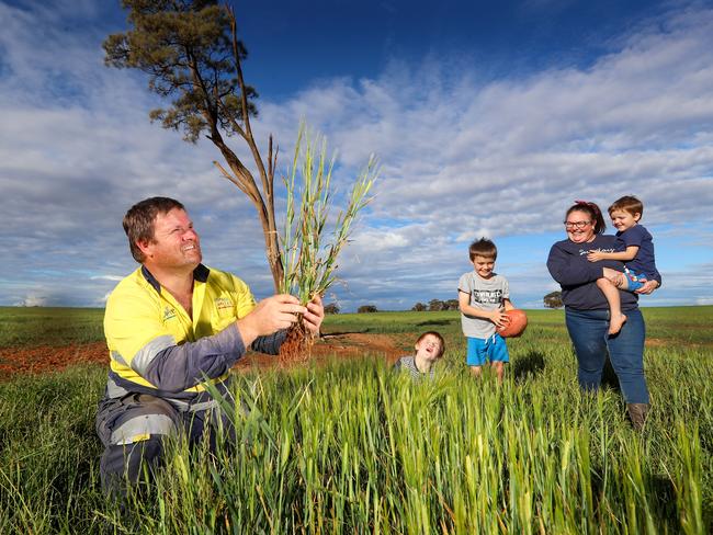 Crops are growing strongly after rain on the Tyack’s farm. Picture: Alex Coppel.