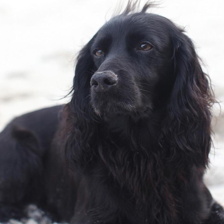 Prince William and Kate were deeply saddened by the death of Lupo.