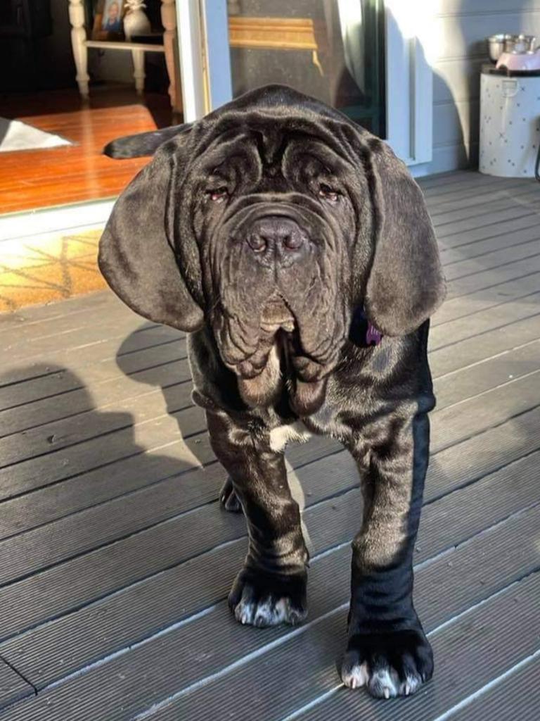 Ava Giuseppina Ross – Ava is a Neapolitan Mastiff. My husband is a bit of a nerd! He researched the breed and got in contact with a breeder on the Mornington Peninsula. After a few months the breeder contacted us to say she had a little girl for us. Neos pick one master and as soon the crate got opened at Brisbane airport, a scared little puppy peered out at me and the deal was done. Ava follows me everywhere, even going to the toilet. My Husband is the teeth and fur brusher and the ear cleaner, but I'm her number 1. We take her to the spit most weekends and she is a hit with beach goers. We got her in July 2021 at 12 weeks old, weighing approx. 20 Kgs. She is now 10 months and weighs over 50 kgs and is still growing. Ava is such a beautiful natured young lady and has been easy to train. She has complemented our little family and we love her so very much!