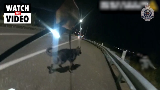 Body worn camera footage of Townsville District Dog Squad tracking criminals