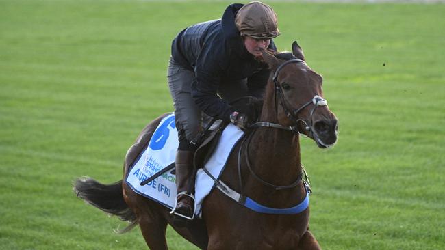 Absurde could run in the Caulfield Cup if he makes another trip to Australia for the 2024 Spring Carnival. Picture: Getty Images