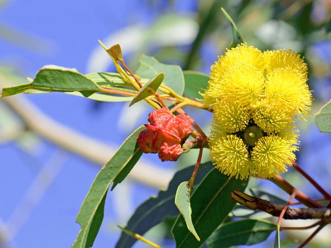 A flowering mallee gum tree