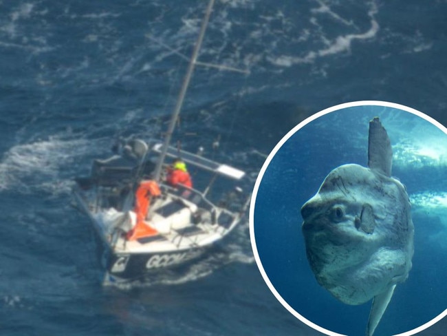 Collision with fish has been blamed for sinking sailor's record attempt