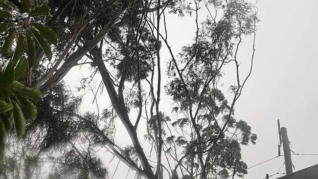 Trees rest on powerlines at Tinbeerwah near Noosa. Picture: Sarah Bucko