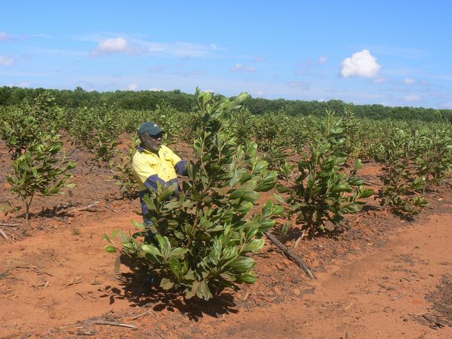 GROWING Northern Australia’s forestry and forestry products industry and the challenges and opportunities facing it will be the central plank of a new Cooperative Research Centre for Developing Northern Australia (CRCNA) project.