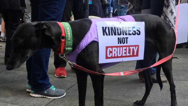 A greyhound at the Martin Place greyhound racing ban rally. Picture: AAP