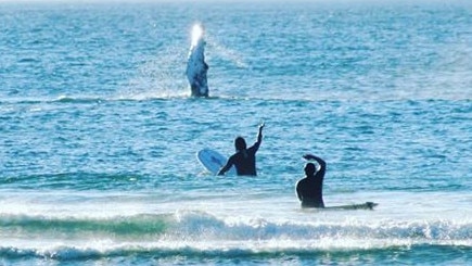 A pod of four whales spotted at Rainbow Bay Sunday. Photos: Kellie Wilson