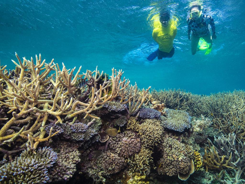 What’s at stake. The Great Barrier Reef has had three mass bleaching events in the past five years because of marine heatwaves.