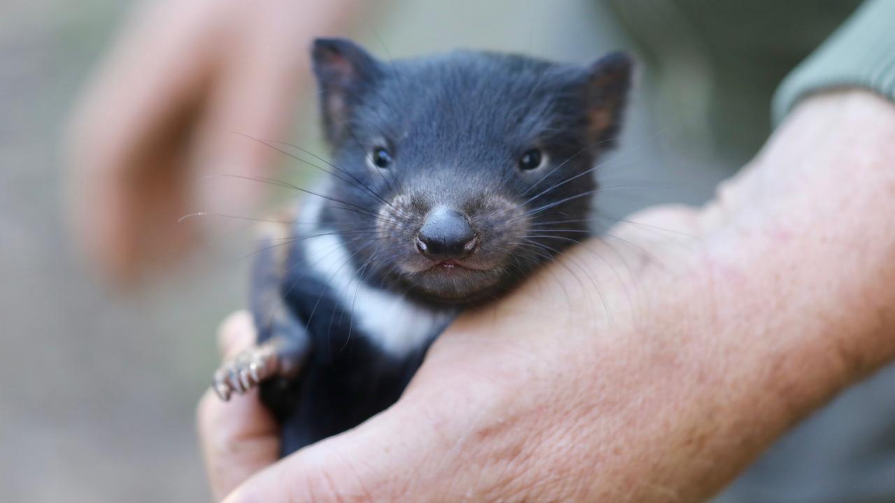 To be fair, you could probably out-run a baby one. Picture: Aussie Ark