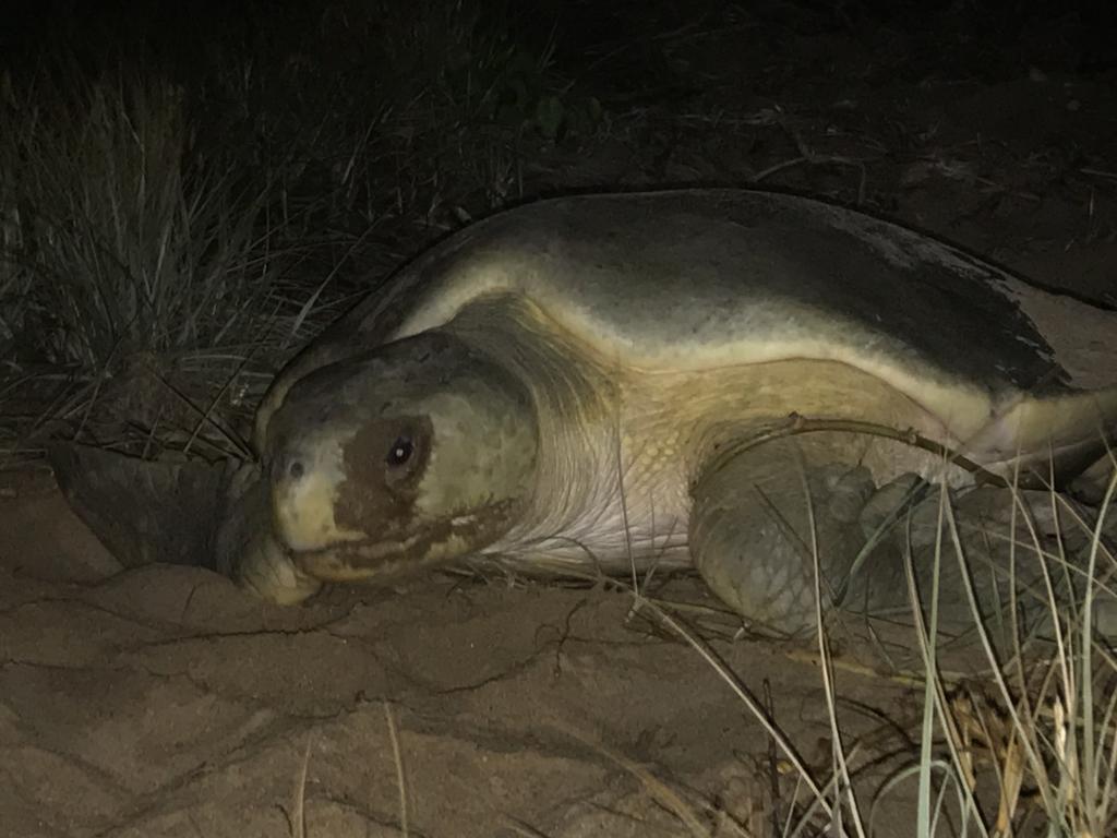 The flatback turtle X23103 has returned to Mon Repos for her 19th breeding season.