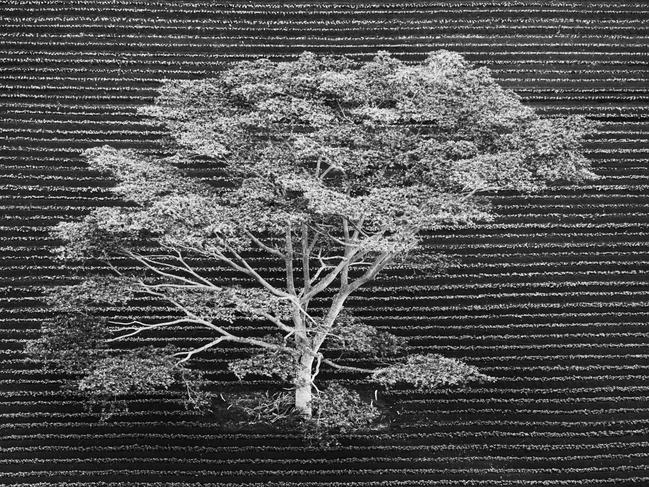 The man-made straight lines of the ploughed furrows are interrupted beautifully by nature’s more unruly wild pattern of tree branches. Picture: Anna Henly/Wildlife Photographer of the Year/Natural History Museum