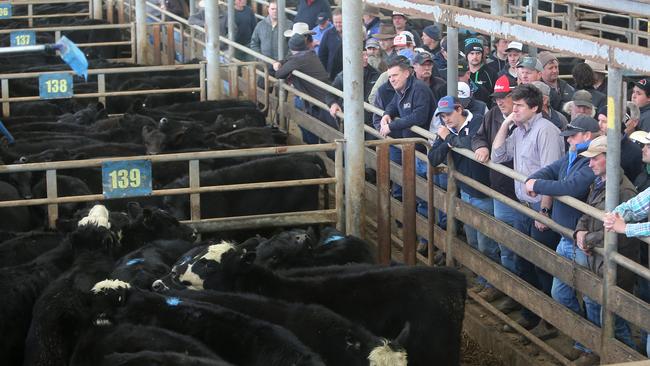 Leongatha cattle sale, VLE, Leongatha. Picture: Yuri Kouzmin