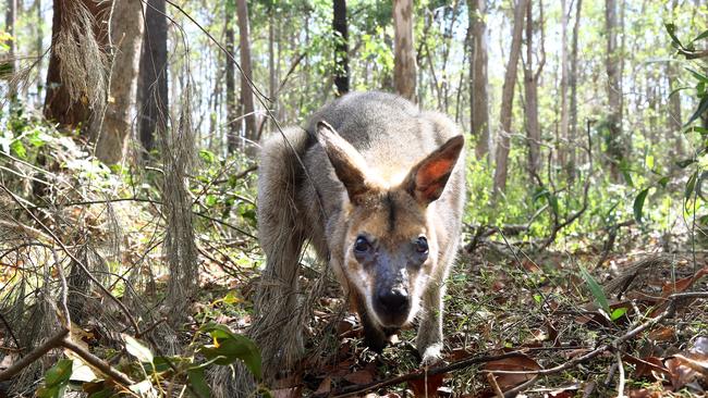 A wallaby in Daisy Hill Conservation Park. Picture: Peter Cronin