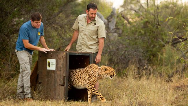 Ben Britton and Don De Swardt, from the Cheetah Metapopulation Project, release Edie into her new life in Africa.