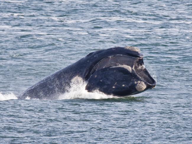 A female southern right whale at Warrnambool's Logan's Beach.