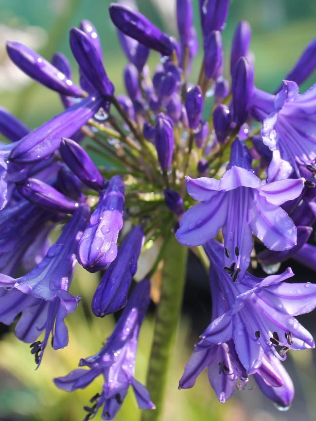 Agapanthus ‘Madelyn’