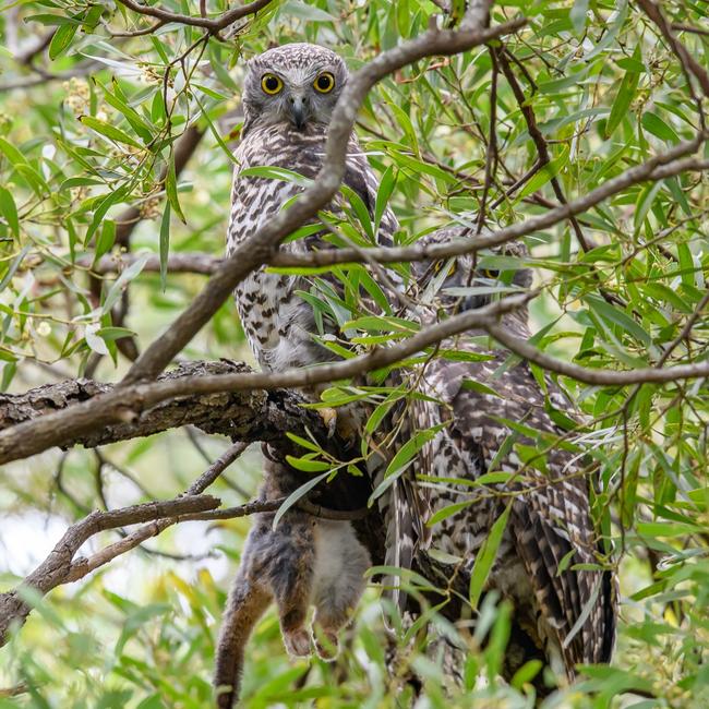 A pair of Powerful Owls have claimed the wildlife sanctuary at The Briars as part of their territory. Picture: supplied