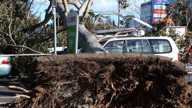 The tree’s root system sits exposed in the carpark. Photo: Janine Eastgate