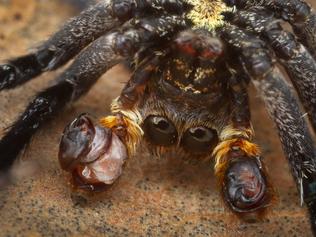 'He carked it with a boner': Spider porn photographer