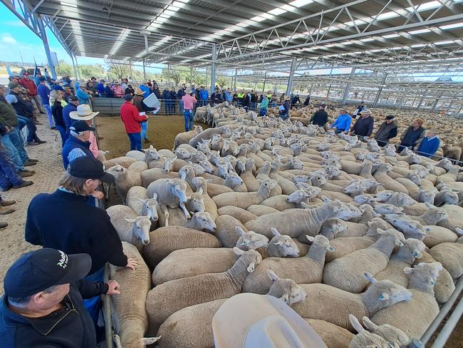 Action from the Corowa sheep sale.