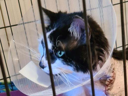 Archie the cat was found caught in the illegal steel jaw trap in Mooroolbark in Melbourne's outer east on September 27.Supplied