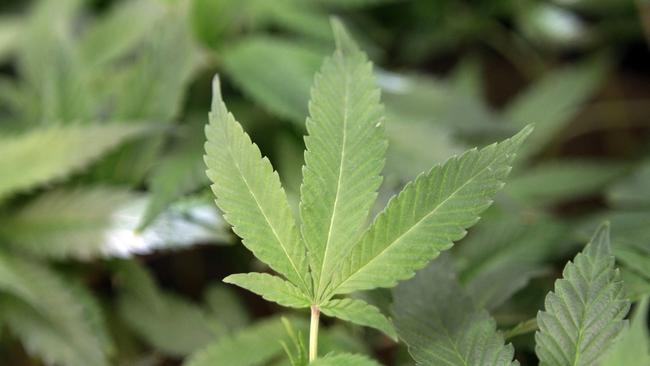 FILE - This Feb. 1, 2011 file photo shows medical marijuana clone plants at a medical marijuana dispensary in Oakland, Calif. On Saturday, May 2, 2015, The Los Angeles Times reported that the California legislature is considering multiple _ and conflicting _ plans to impose the first major statewide restrictions on medical marijuana dispensaries and growers. California was the first state in 1996 to legalize the sale of marijuana for medical use. More than 1,000 dispensaries operate in the state. (AP Photo/Jeff Chiu, File)