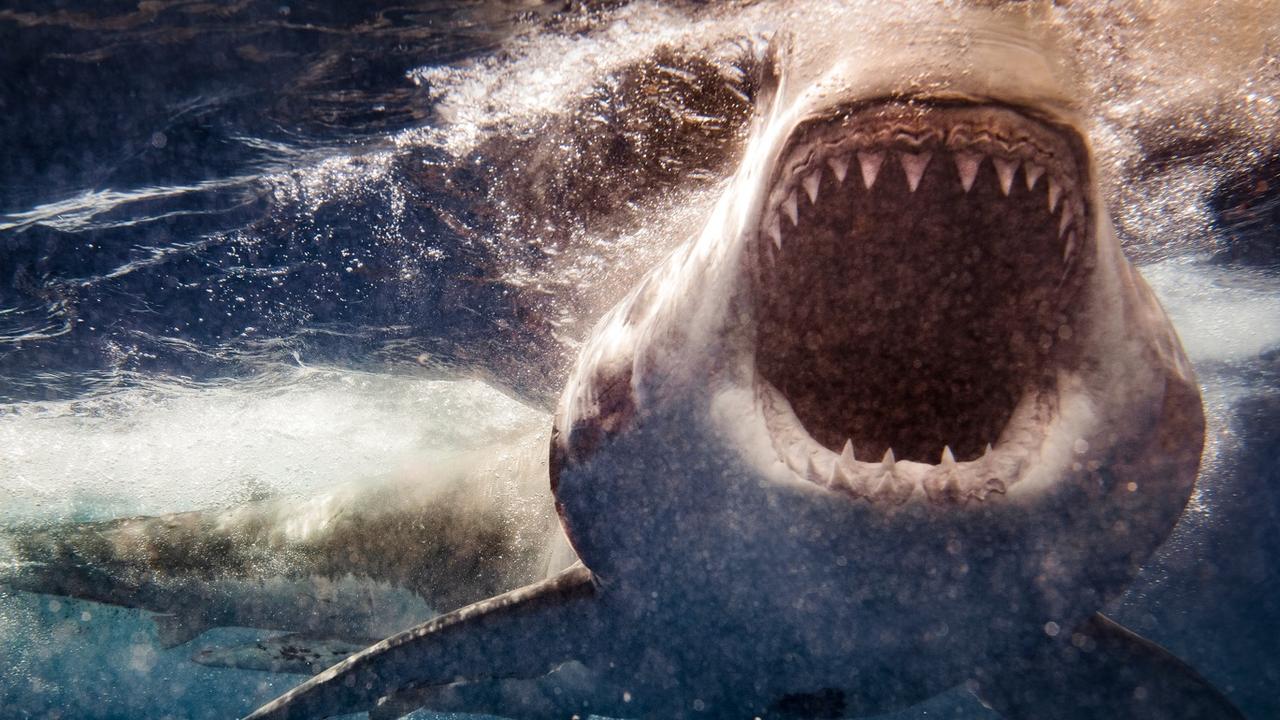 Tourist killed by great white shark in shallow waters of South Africa ...