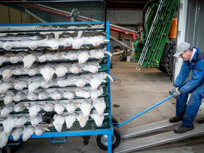 A mink farmer moves a batch of dead mink that had to be culled in Denmark after a new variant spread from mink farms into the human population. Picture: AFP