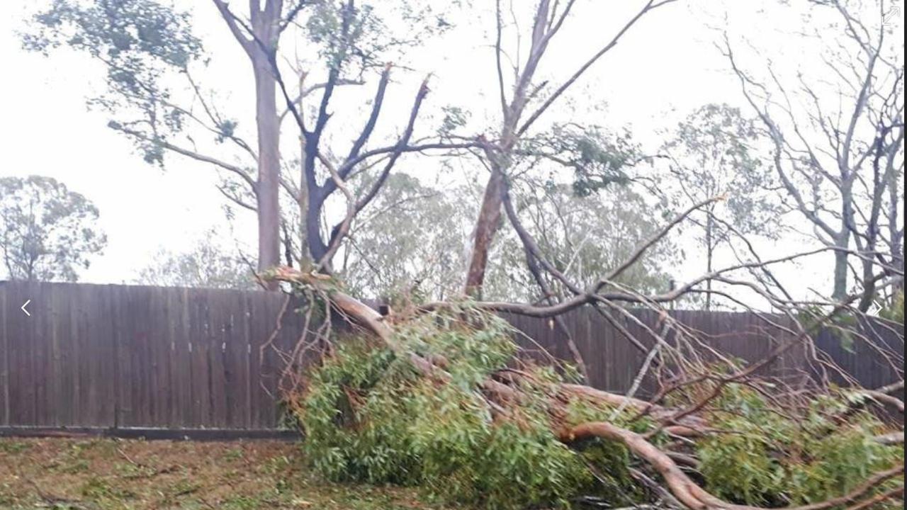 A tree blown into a neighbour's yard.