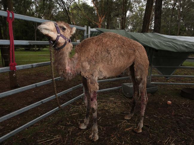 Brighton’s camel Alice was attacked by a dog at his Farm Friends property.