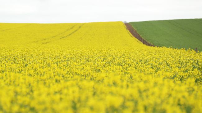 Genetically modified canola. Picture: Tait Schmaal