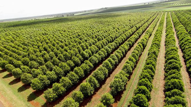 News 9.5.14 Aus. Macadamia nut trees at Hinkler Park Plantations, worlds largest Macadamia nut produce owned by Saratoga Holdings. Pic John Wilson. Aus use only fee applies other mastheads.