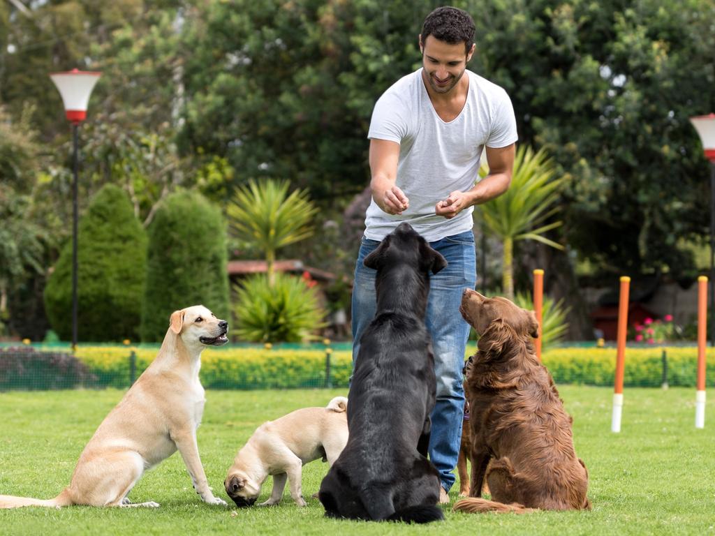 Petbarn head trainer Meredith Gallanty says ‘sit’ is a great starting point as most dogs already sit on their own accord. Picture: iStock