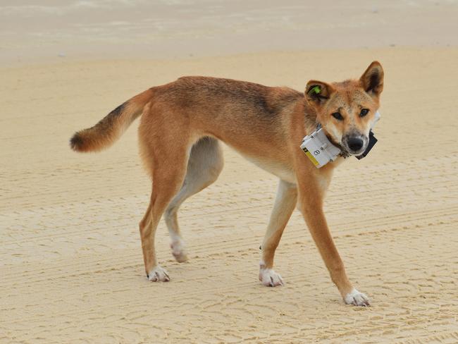 A high-risk dingo has been fitted with a GPS collar on K'gari.