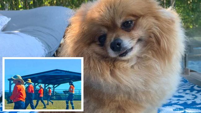 Fire ant crews at Bonogin and pomeranian Happy, which contracted a liver disorder which a Gold Coast vet linked to suspected poisoning. Pictures: Sarah McGuire