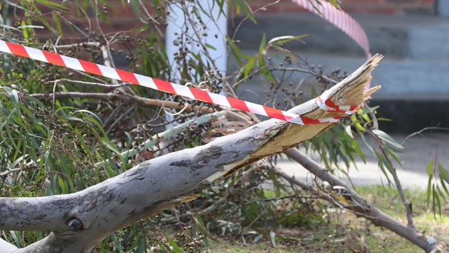 The branch broke off during a gust of wind. Picture: Alex Coppel.