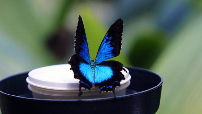 Butterflies in the Cairns region are breeding away as the humidity returns with spring. The Ulysses butterfly pictured at the Australian Butterfly Sanctuary in Kuranda.