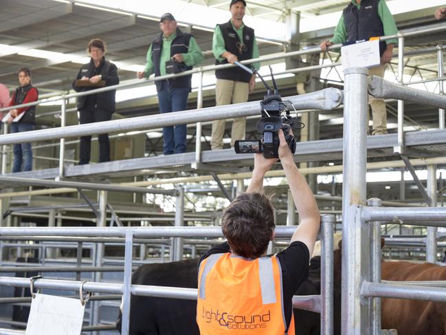 Virtual sale: Online stock sales became more common in 2020 due to COVID-19 restrictions, but saleyards remain an ­important part of livestock trading.