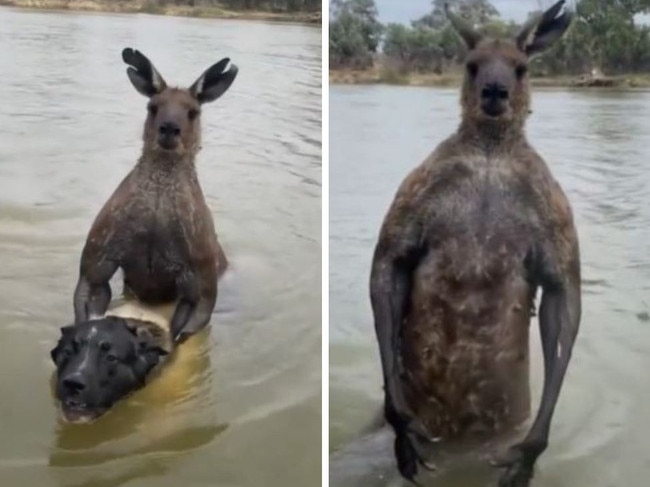 The man behind a viral kangaroo video has revealed what happened when a “jacked” Kangaroo attempted to drown his dog. Picture: TikTok