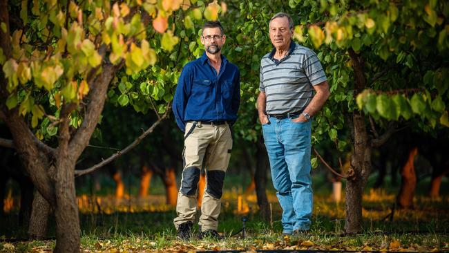 Jason Size and Tim Grieger from Summerfruit SA in Tim's Renmark apricot orchard. Picture: Tom Huntley